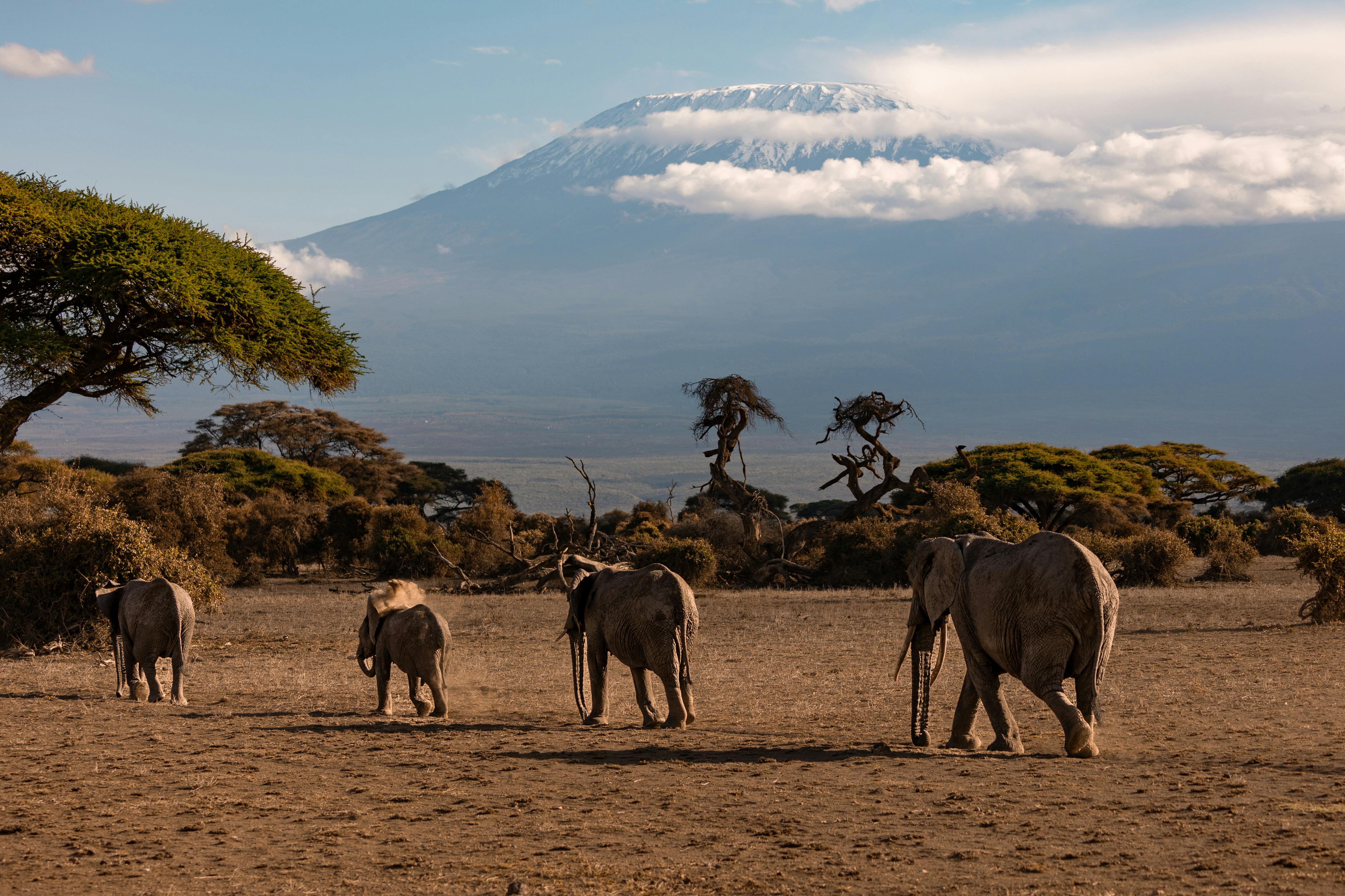 Tsavo Amboseli